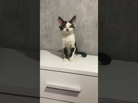 Kylie Black Bicolor Devon Rex Female Kitten Available Now | Purebred Kitties