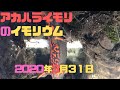 イモリウムとイモリの飼育方法2020年3月31日(160日目）