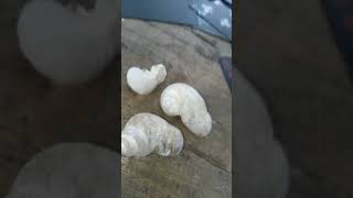 Tamilok Na Hindi Pa Buo O Butas May Bisa Ba