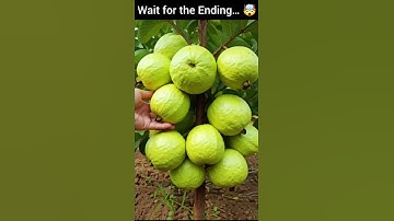 🌿Grow Guava Tree Faster with These Simple Tips!  #guava #fruittree #shorts