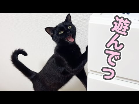 子猫が「遊んで!!」とすごい勢いで鳴きまくる、我が家の騒がしい夜の日常