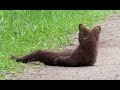 Slough Creek Bear Watching - Yellowstone National Park