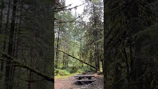 #campground #hazard #tree #forest #fall #run #down #chainsaw #chainsawman #work #outdoors #woods