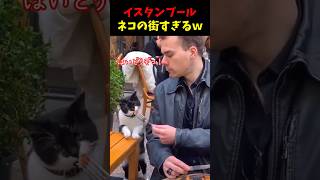 猫の街すぎるイスタンブールの光景！8選#cat #面白集  #ねこ #笑ったら負け