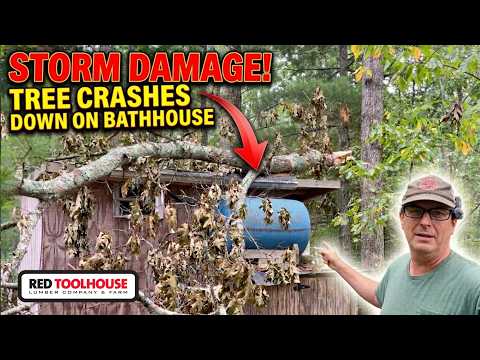 High Winds Cause Trees to Fall at Our Off-grid Cabin