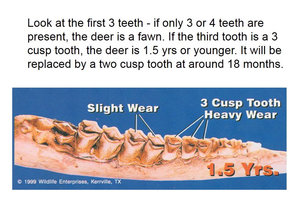 Aging Whitetail Deer Teeth Chart