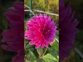 If you’re starting a cut flower garden don’t buy dahlias until you read this…
