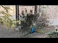 Легенда о Павлинах. Мирное птичье царство! The legend of the peacocks. Peaceful bird kingdom!