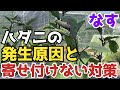 【なす】放置すると全滅！これするだけで簡単にハダニ予防ができます。