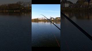 Розрибалив нове вудлище #fishing #predator #zander #azura