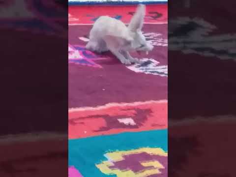 الفنك الجزائري