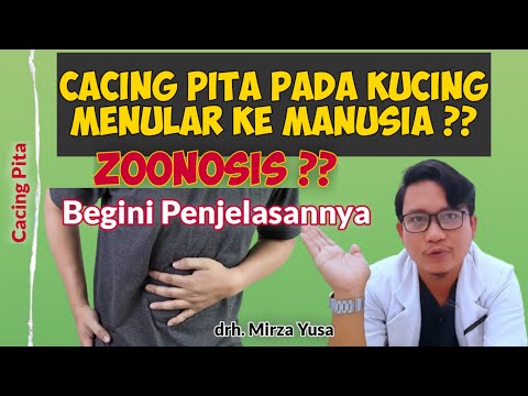 CACING PITA PADA KUCING MENULAR KE MANUSIA ?? || BAHAYA CACING PITA || ZOONOSIS | drh Mirza Yusa