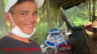 Trại Bò Long Linh Ngày 13112023 Lô Bò Đực Lở