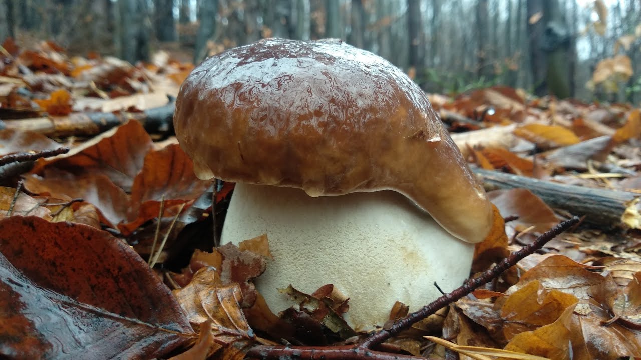 GRANDE FUNGHI PORCINI 4K!NEW VIDEO!! YouTube