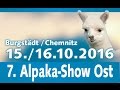 7. Alpaka - Show Ost in Burgstädt bei Chemnitz