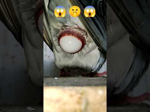 Training a pigeon 101 #bird #pigeon