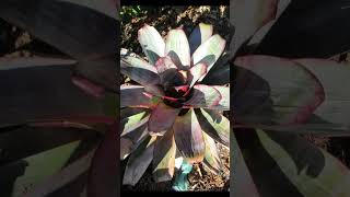 The Hardy Norseman sung NBH #shorts #music #oldmusic #publicdomainmusic #nature