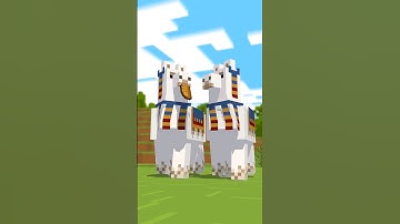 Baby Llama has taken his first steps!