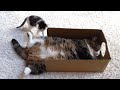 箱入りまるが気になる子ねこ。-Kitten Miri is confused by Boxed Maru.-