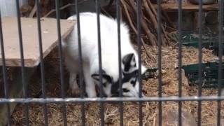 2015.4.22 宇都宮動物園☆シルバーフォックスのケンケン【Silver fox】