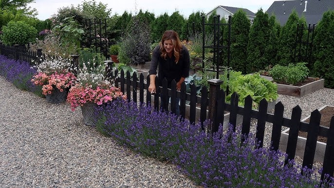 How to Dry Flowers?  NZ Lavender Farm – Lavender Backyard Garden®