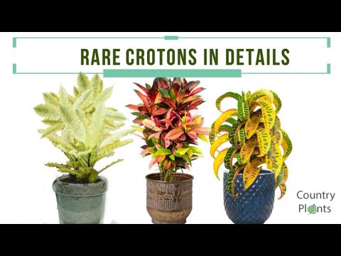 Video: Croton çoxalması