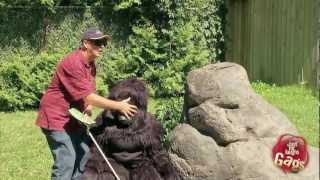 Blind Man Walks Into Gorilla Exhibit