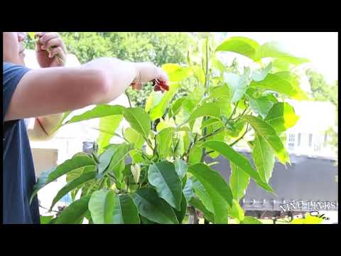 Video: Champaca-Pflanzenpflege – Wie man duftende Champaca-Bäume im Garten anbaut