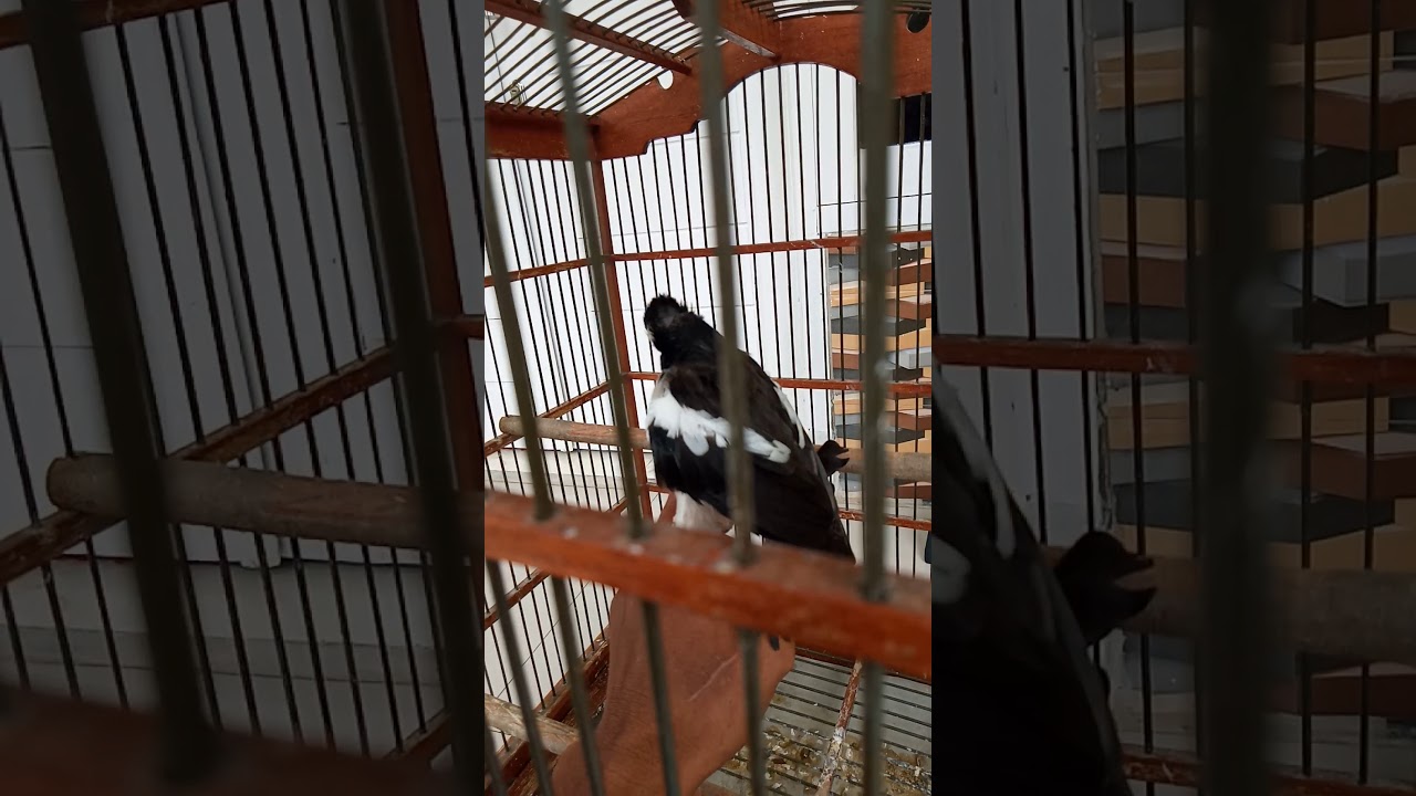 BURUNG.BER KICAU 