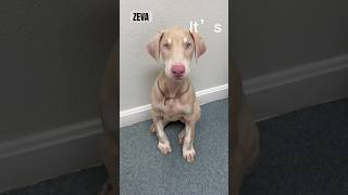 Meet Zeva our White Doberman Pinscher We are breeders located in MA #breederlife #packlife #pets #hi