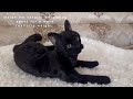 Moon.Realistic black toy cat