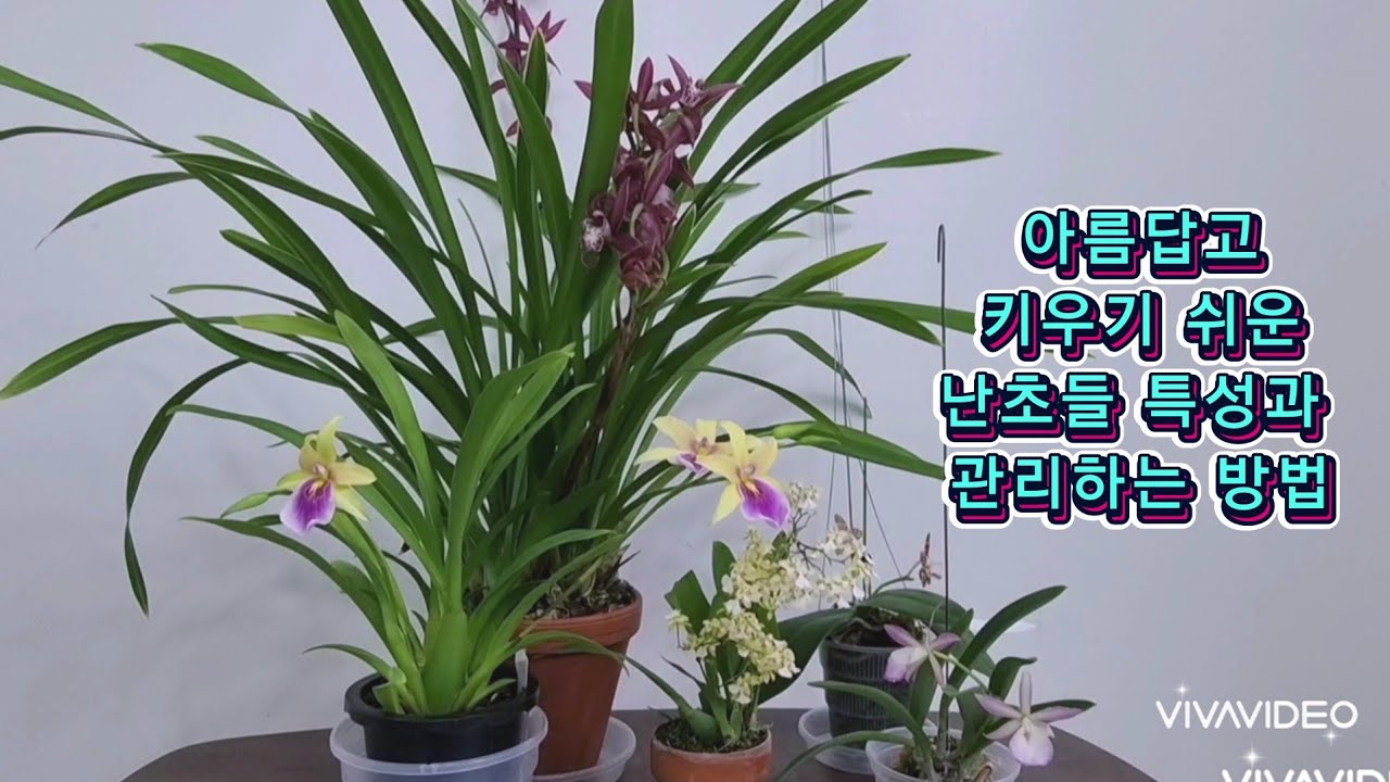 꽃이 아름다운 난초들 특성과 쉽게 키우는 방법을 알려드립니다.!!! - YouTube