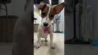 Download Mp3 Dog Hears Whistling and Gets Wrecked! 🤯🐕 (@free.niee/TT) Gudang lagu Download Mp3 Dog Hears Whistling and Gets Wrecked! 🤯🐕 (@free.niee/TT)