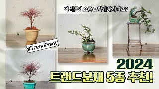 2024년을 이끌 트랜드분재 5종! 남들보다 빠르게 캐치해보아요😎 감성플랜트 가드너와 분재전문가에 손에 태어나는 트렌드한 분재들도 보고 가세요~ | 2024 Trend Plants