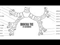 Respiratory tree OR respiratory passes from nose 👃 to the alveoli pouch 👝 in the lungs 🫁 #shortvideo