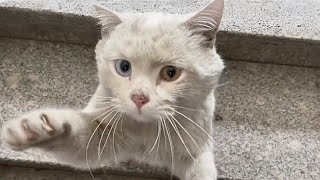 After being fed for two consecutive weeks, this beautiful stray cat became a part of the family. by Animal Care Haven 1,724,269 views 3 months ago 13 minutes, 49 seconds