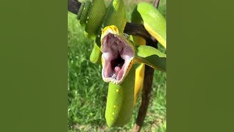 a green python snake open his mouth | #dangerous #viral #trend #dangerous #status #tree #open #mouth