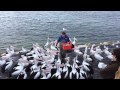 Pelican Feeding - Kingscote Wharf (Kangaroo Island)