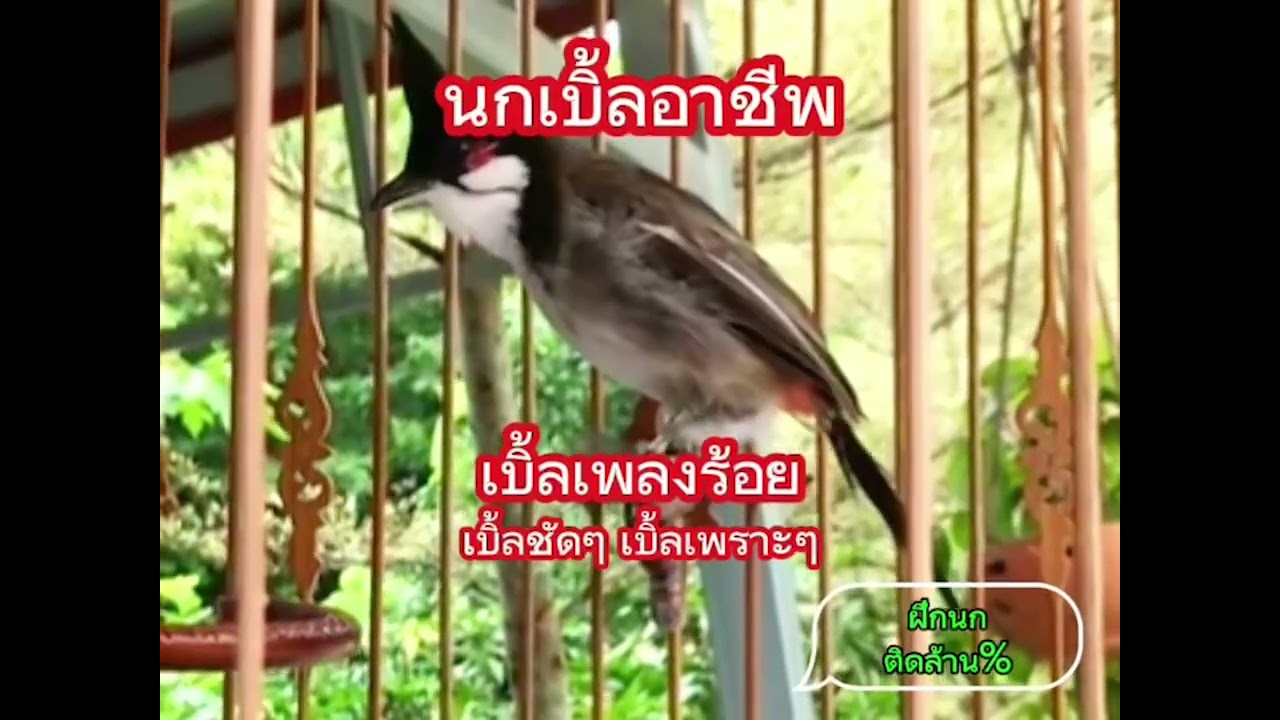 เสียงนกกรงหัวจุก เบิ้ลเพลงร้อย ช้าๆชัด สำหรับเปิดสอนลูกนก #นกเบิ้ลอาชีพ
