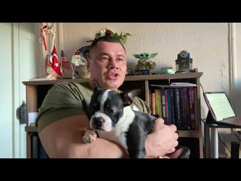 Video: Bir Köpek İçin Housebreaking: Alman Çoban Köpeği Lazımlık Eğitimi için 12 Tavsiye