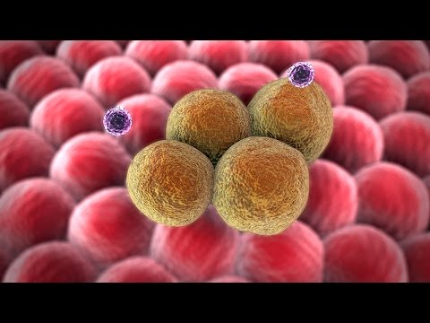 Human Physiology - The Specific Immune Response: Characteristics of B and T Cells