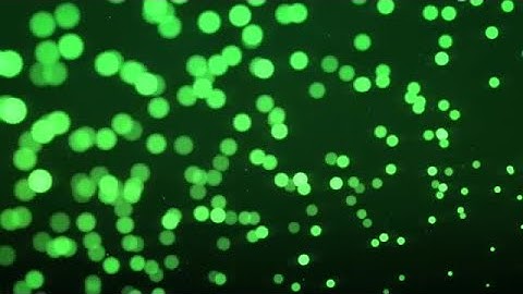 Glittering Green Fireflies Stock Motion Graphics