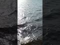 #псковская_область #озеро #гдов #море #отдых #чудскоеозеро