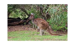 Man faces off with 'jacked' kangaroo holding his dog under water