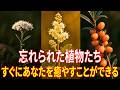 すぐにあなたを癒やす忘れられた薬用植物20選! 何千年もの間、人類を救ってきた自然の薬草