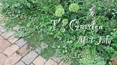 グレコマの育て方 斑入りバリエガータ 地植え最高なグランドカバー Youtube