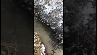 Слив канализации в Теплодаре,декабрь 2018.