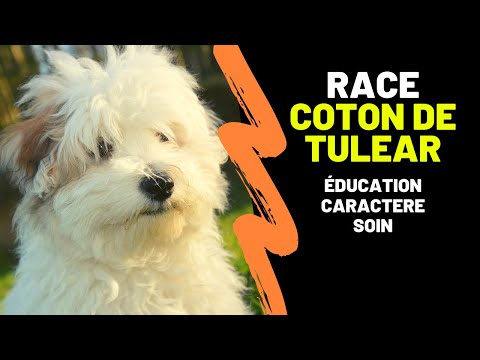 Vidéo: Comment savoir si mon chiot est un maltais ou un coton de tulear?