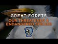 Our Threatened And Endangered Species: Great Egrets