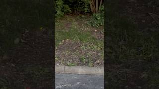 First Lightning Bug of 2026!!!